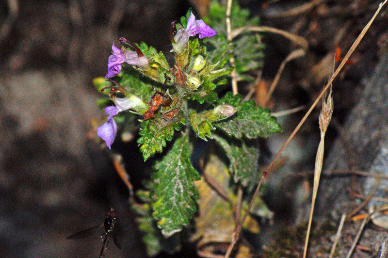 Teucrium chamaedrys